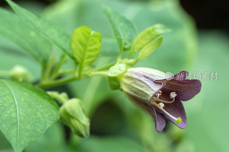 颠茄花特写，颠茄Atropa bell颠茄